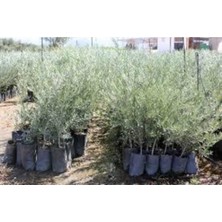 Serada Decor Plant Videolu Gemlik Zeytin Fidanı Fidesi 80-190 cm Tüplü Aşılı Güller (Olive Tree Sapling)