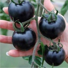 Serada Decor Plant Siyah Domates Tohumu 5 Adet Tohum Black Tomato