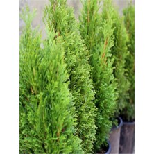 Serada Decor Plant Videolu Leylandi Çam Fidanı 1 Adet Saksılı/ Tüplü 40-60 cm Bahçe Bitkisi (Cupressocyparis Leylandii)