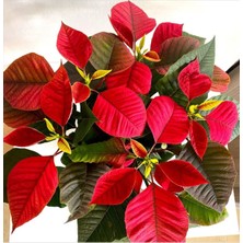 Serada Decor Plant Videolu Atatürk Çiçeği Öğretmenler Günü Hediyesi 1 Adet Saksılı 40-75CM Canlı Bitki (Poinsettia)