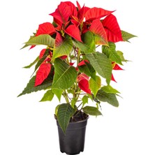 Serada Decor Plant Videolu Atatürk Çiçeği Öğretmenler Günü Hediyesi 1 Adet Saksılı 40-75CM Canlı Bitki (Poinsettia)