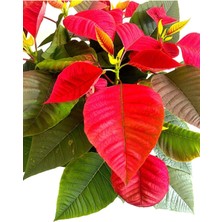 Serada Decor Plant Videolu Atatürk Çiçeği Öğretmenler Günü Hediyesi 1 Adet Saksılı 40-75CM Canlı Bitki (Poinsettia)