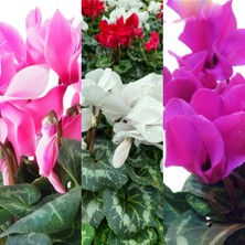 Serada Decor Plant Videolu Karışık Renkli 1 Adet Sıklamen Fidanı 35-65CM Saksılı/tüplü (Mix Colored Cyclamen Flower)