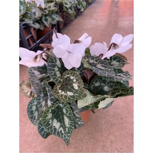 Serada Decor Plant Beyaz Acem Sıklameni Hediyelik Çiçek