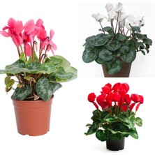 Serada Decor Plant Videolu Karışık Renkli 3 Adet Canlı Sıklamen Çiçeği Saksılı 30-55CM (Mix Colored Cyclamen)