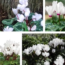 Serada Decor Plant Videolu Beyaz Sıklamen Çiçeği Fidanı 25-35 cm Saksılı Iç Mekan Bitkileri Cyclamen