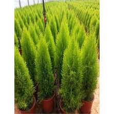 Serada Decor Plant Videolu Limon Selvi Çamı Fidanı 1 Adet 60-120CM Saksılı (Lemon Cypress)