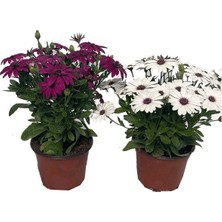 Serada Decor Plant Videolu 1 Adet Koyu Mor 1 Adet Beyaz Bodrum Papatyası Saksılı/ Tüplü 20-45CM (Bodrum Daisy)