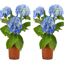 Serada Decor Plant Videolu 2 Adet Mavi Çiçekli Ortanca Fidanı 30-55 cm Tüplü Çiçekli Bodur Bitkiler Blue Hydrangea