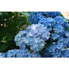 Serada Decor Plant Videolu 2 Adet Mavi Çiçekli Ortanca Fidanı 30-55 cm Tüplü Çiçekli Bodur Bitkiler Blue Hydrangea