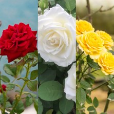 Serada Decor Plant Videolu 3 Adet Kırmızı Beyaz ve Sarı Gül Fidanı Saksılı 45-85 cm (Red White And Yellow Rose Sapling)