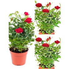 Serada Decor Plant Videolu Kırmızı Yediveren Kokulun Gül Fidanı 3 Adet Saksılı Dış Mekan Bitkisi 35-60 cm (Red Rose)
