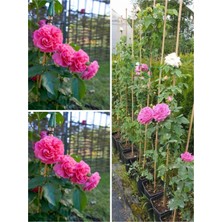 Serada Decor Plant Videolu Yediveren Sarmaşık Mis Kokulu Pembe Gül Fidanı 3 Adet Saksılı 40-65 cm (Climbing Pink Rose)