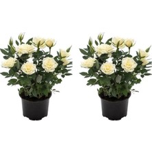 Serada Decor Plant Videolu Yediveren Yoğun Kokulu Beyaz Gül 2 Adet 35-65 cm Saksılı/tüplü Bahçe Bitkisi (White Rose)