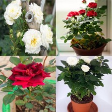 Serada Decor Plant Videolu Beyaz ve Kırmızı Yediveren 2 Adet Gül Fidanı Saksılı 50-90 cm (Red White Roses Sapling)