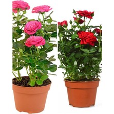 Serada Decor Plant Videolu Yediveren 1 Adet Kırmızı Gül 1 Adet Pembe Gül Fidanı 35-60 cm Saksılı/tüplü