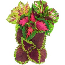 Serada Decor Plant Videolu 6 Adet Mini Karışık Çeşit Yaprak Güzeli 10-20 cm Saksılı Çiçekli Bodur Bitkiler Coleus