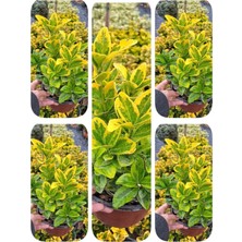 Serada Decor Plant Videolu Altuni Taflan 5 Adet Saksılı/ Tüplü 30-50CM Dış Mekan Bitkisi (Euonymuus Japonica)