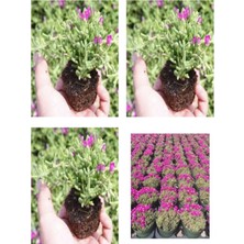 Serada Decor Plant Videolu Acem Halısı Mezarlık Kabir Çiçeği 10-15 cm Tüplü 25 Adet Dış Mekan Ağaçları Persian Shield