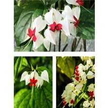 Serada Decor Plant Videolu Beyaz Kızılay Çiçeği Fidanı 40 cm Saksılı/tüplü Dış Mekan Sarmaşık Crinum x Powellii