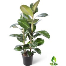 Serada Decor Plant Kauçuk Bitkisi Ikili (80-90 Cm)