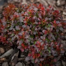 Serada Decor Plant Videolu Bodur Berberis Çiçeği Fidanı 30-50 cm Saksılı Çiçekli Bodur Bitkiler (Berberis)