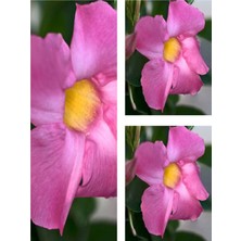 Serada Decor Plant Videolu 3'lü Pembe Mandavilla Sarmaşığı Çiçeği 40-60 cm Tüplü Çiçekli Bodur Bitkiler Mandavilla