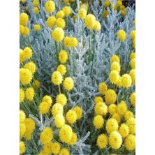 Serada Decor Plant Videolu Yoğun Kokulu 1 Adet Lavantin Çiçeği Fidanı 40-60CM Saksılı (Lavender Flower)