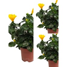 Serada Decor Plant Videolu Sarı Japon Gülü Fidanı 3 Adet Saksılı/ Tüplü 50-70 cm Salon Bitkisi (Hibiscus Rose)