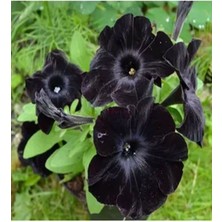Serada Decor Plant Videolu Gösterişli Siyah Petunya Çiçeği Fidanı 15-20 cm Saksılı Çiçekli Bodur Bitkiler Black Petunia