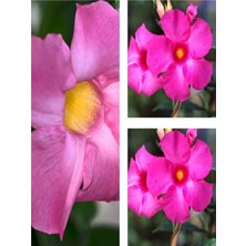 Serada Decor Plant Videolu 3'lü Pembe Mandavilla Sarmaşığı Çiçeği Fidanı 40-60 cm Saksılı Çiçekli Bodur Pink Mandevilla