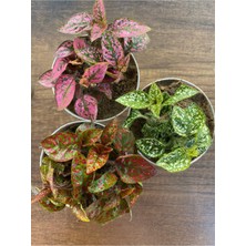 Serada Decor Plant Videolu Hostes Çiçeği Kırmızı-Pembe-Beyaz 3 Adet Saksılı 10-20 cm (Hipoestes Phyllostachya)