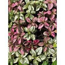 Serada Decor Plant Videolu Hostes Çiçeği Kırmızı-Pembe-Beyaz 3 Adet Saksılı 10-20 cm (Hipoestes Phyllostachya)