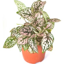 Serada Decor Plant Videolu Hostes Çiçeği Kırmızı-Pembe-Beyaz 3 Adet Saksılı 10-20 cm (Hipoestes Phyllostachya)