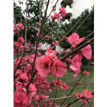 Serada Decor Plant Videolu Pembe Bahar Dalı Çiçeği Fidanı 40-60 cm Saksılı Çiçekli Bodur (Spring Branch Flower)
