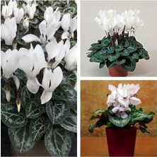 Serada Decor Plant Videolu Beyaz Sıklamen Çiçeği Fidanı 30-45 cm Saksılı Çiçekli Bodur Bitkiler White Cyclamen