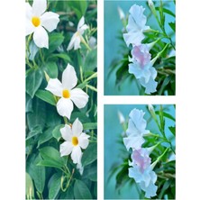 Serada Decor Plant Videolu 3'lü Beyaz Mandavilla Sarmaşığı Çiçeği Fidanı 40-60 cm Saksılı Çiçekli Bodur Mandevilla