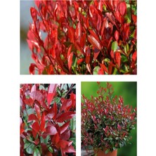 Serada Decor Plant Videolu Alev Çalısı Bitkisi 40 cm Saksılı/tüplü Dış Mekan Bitkisi Photinia Serrulata