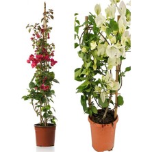 Serada Decor Plant Videolu Begonvil Sarmaşığı 1 Adet Kırmızı 1 Adet Beyaz Begonvil Çiçeği 40-60CM Saksılı/ Tüplü