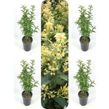 Serada Decor Plant Videolu Yoğun Kokulu Melisa Çiçeği 4 Adet 55-80 cm Saksılı/tüplü Bahçe Bitkisi (Cestrum)