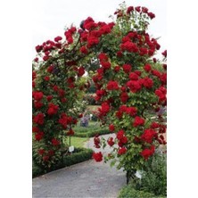 Serada Decor Plant Videolu Kırmızı Sarmaşık Gül Fidanı 100-130 cm Tüplü Dış Mekan Sarmaşık Red Climbing Rose Bush
