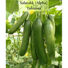 Serada Decor Plant Hıyar Beith Alpha Salatalık Tohumu (5gr.)