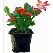 Serada Decor Plant Yılbaşı Bitkisi Yılbaşı Çiçeği