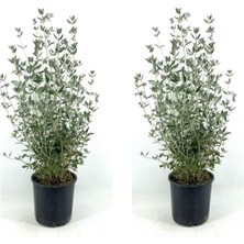 Serada Decor Plant Videolu Bol Yapraklı 2 Adet Zeytin Çalısı Fidanı 40-60CM Saksılı (Olive Bush)