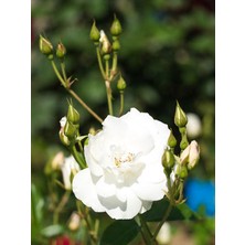 Serada Decor Plant Videolu Beyaz Gül Fidanı Yoğun Kokulu Saksılı 1 Adet [50-70CM] Dış Mekan [white Rose]