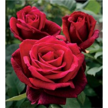 Serada Decor Plant Videolu Kırmızı Yediveren (35- 60 Cm) Saksılı 6 Adet Aşılı Gül Red Rose