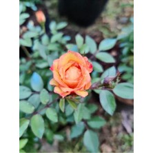 Serada Decor Plant Videolu Kayısı Rengi Yediveren Kokulu Gül Fidanı (30 60 Cm) 2 Adet Saksılı Aşılı Gül