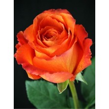 Serada Decor Plant Videolu Yediveren Aşılı Kokulu Turuncu Gül Fidanı (50 80 Cm) Saksılı Aşılı Gül Orange Rose