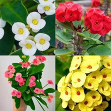 Serada Decor Plant Videolu Sarı Kırmızı Pembe Beyaz 4 Adet Milli Dikenler Tacı Çiçeği 15-30CM Saksılı (Europhia)