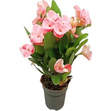 Serada Decor Plant Videolu Sarı Kırmızı Pembe Beyaz 4 Adet Milli Dikenler Tacı Çiçeği 15-30CM Saksılı (Europhia)